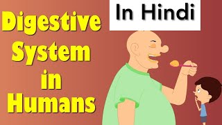 पेट आमाशय कैसे काम करता है  digestive system 3  stomach anatomy and physiology [upl. by Yedorb522]