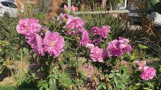 Harlow carr rose by David Austin zone 10B [upl. by Shanda770]