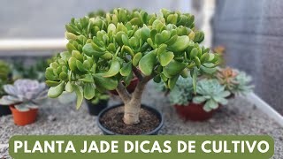 PLANTA JADE  seguindo essas dicas sua planta vai florir e desenvolver muito [upl. by Nwahsyar]