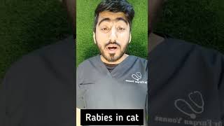 Rabies in cat 🐈 Rabies Cat CatVaccine RabiesVaccine [upl. by Gniw]