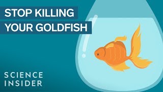 How To Keep Your Goldfish Alive For 15 Years [upl. by Greenlee]