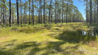 Osceola National Forest  Overlanding [upl. by Aronson694]