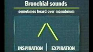 examination of the thoracic and respiratory system 5 [upl. by Notnilk]