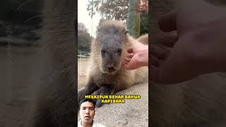 hewan faktamenarikbinatang animals capybara faktaunik fakta shortsviral amazingfacts shorts [upl. by Gayle]