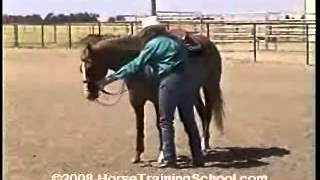 Horse Training Turn On Haunches Ground Work Turn On Hindquarters [upl. by Damiani]