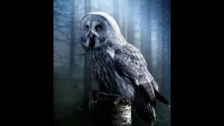 Ambient OWL Sounds  Owl Hooting At Night  2 Hours [upl. by Terpstra]