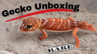 Nephrurus levis levis Unboxing  Unboxing another Rare Gecko [upl. by Hsiri]