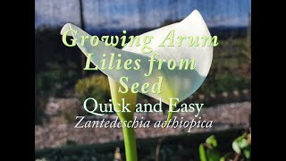 Germinating Arum Lilies from Seed Quick amp Easy Zantedeschia aethiopica [upl. by Thorner]