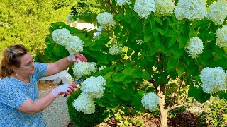 Limelight Hydrangea Tree Drooping Part 3 A Quick Solution During Heat Waves [upl. by Ahseat833]