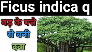 Ficus Indica mother tincture खून को रोकने में मदद करता है।। ficus indica himeopathy।। [upl. by Nabila940]