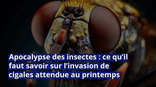 Apocalypse des insectes  ce qu’il faut savoir sur l’invasion de cigales attendue au printemps [upl. by Wamsley]