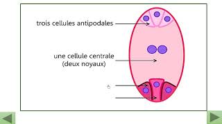 la double fécondation pour les 2AC [upl. by Lolita]