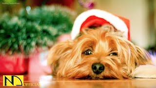 Dog Music to Make Them Happy 💖 Puppy Sleeping Music Calming Relaxation for Lovely Dog [upl. by Ardnos]