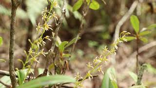 Bulbophyllum gymnopus 20231219 10 43 [upl. by Mechling]