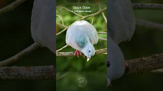 The Stock Doves soothing call  Bird Sounds shorts [upl. by Ybbed265]