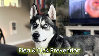 Monthly CREDELIO Flea amp Tick Prevention [upl. by Flanna458]