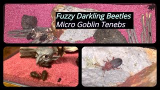 Fuzzy Darkling Beetles and Micro Goblin Tenebs [upl. by Rosalynd]