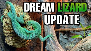 DREAM LIZARD UPDATE Green Tree Monitor growth feeding taming and more [upl. by Runkle617]