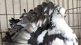 Fantail Pigeons  Breeding Tips  लक्का कबूतर ब्रिडिंग Tips [upl. by Edlihtam]