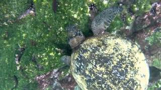 Snorkeling en Post Office Bay  Devils Crown  Isla Floreana  Galápagos  Ecuador [upl. by Wrennie]