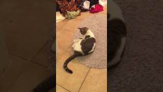 Feline hyperesthesia syndrome [upl. by Hollyanne133]