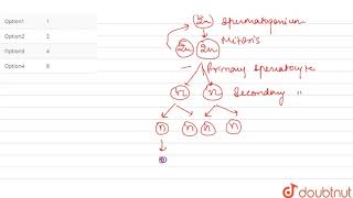 During spermatogenesis how many spermatozoa are formed from a single primary spermatocyte [upl. by Clynes]