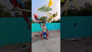 flying banana fish birthdaycake🎂 honey🍯vs insecttilchattagrasspaperbirni amp parrot  funny vfx [upl. by Clerk]