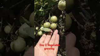 Day 3 Vegetable growing ll dream Uttarakhand lnature पहाड़ीlife [upl. by Aretahs]