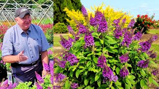 Buddleia Chrysalis™ Blue Dwarf Butterfly Bush  Bushy Compact amp Very Colorful Dwarf Shrub 👏🦋😉🦌 [upl. by Lavotsirc]