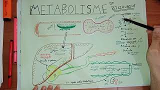 MÉTABOLISME DE LA BILIRUBINE ET ICTÈRE bilirubine nonconjuguée et conjuguéeversion simple [upl. by Yblehs]