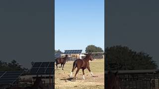 GALLOPING THOROUGHBREDS horses [upl. by Gregson]