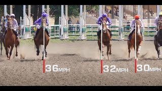 MYLAPS Horse Racing Timing System [upl. by Ethe]