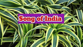 Song of India  Dracaena reflexa plant plantcaretips [upl. by Reggi723]