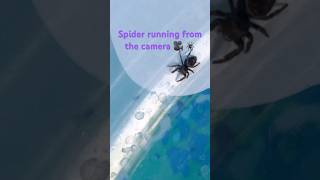 Spider running from the camera funny spider lol spooky spookyseason [upl. by Rizika]