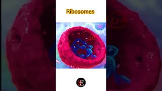 Ribosomes structure and functionHow many types of proteins the ribosomes consist of [upl. by Adis]