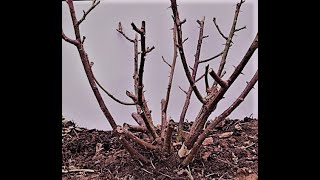 February Gardening  How To Prune Rose Bushes [upl. by Netsirhc228]