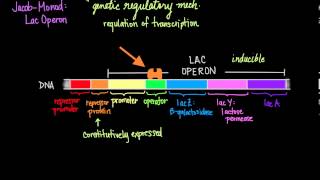 JacobMonod The Lac Operon [upl. by Assetak252]