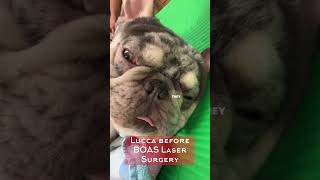 Brachycephalic Obstructive Airway Syndrome amp Results After BOAS Laser Surgery [upl. by Schluter147]