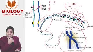 Concept of Allele and Locus genetics alleles locus generalknowledge [upl. by Ailaza192]