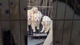 pomeranian spitz puppy for sale trivandrum keralatranspotation available pomeranian puppies [upl. by Arral]