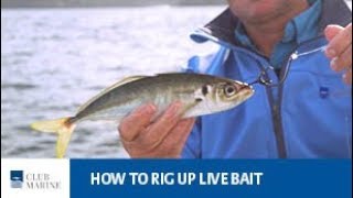 How to rig up live bait  fishing tip with Al McGlashan  Club Marine [upl. by Cannell]