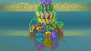 Type 4 secretion system ii Pilus biogenesis [upl. by Aufmann]