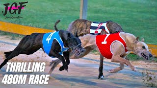 Irish Greyhound Racing 480m  Thrilling Dog Race Highlights [upl. by Bowers339]