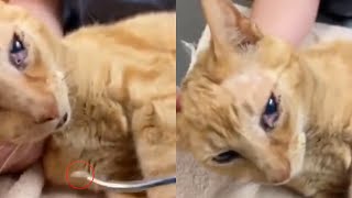 Cuterebra Removal Inside Cat Eyes and Rescue Animals [upl. by Anirret]