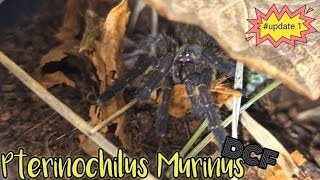 Pterinochilus Murinus  DCF MIKUMI OBT  tarantula fyp fypシ subscribe giantspider [upl. by Yerrot]