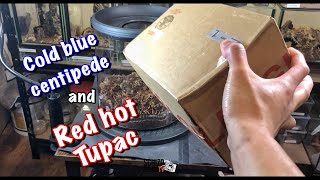 Unboxing Borneo Blue Centipede feat Tupac  the leader of rebellion [upl. by Nahte]