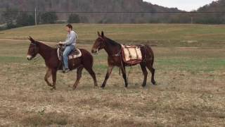 Percheron draft mule 16 hands Packing video [upl. by Drofliw]