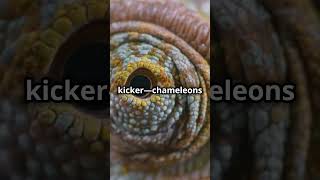 Chameleon Camouflage Masters of Hide and Seek [upl. by Letisha358]