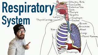 Respiratory System  Structure and Function [upl. by Weight]