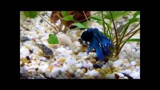 Corydoras and Betta Fish Tank [upl. by Ynnavoig]